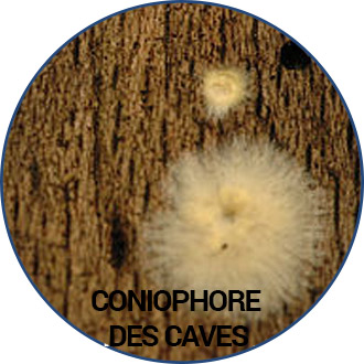 coniophore