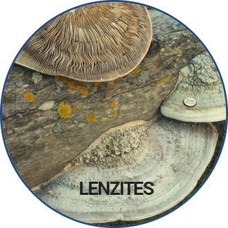 lenzites