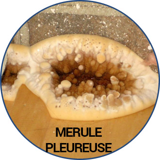 merule