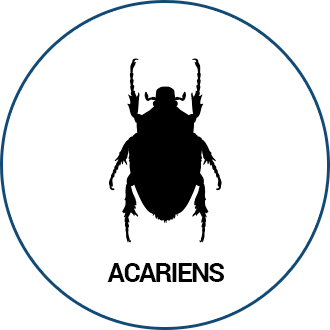 Acariens