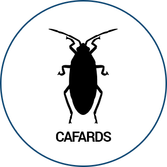 Cafards