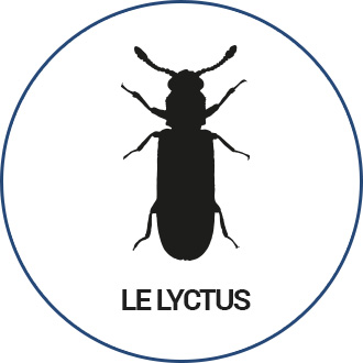 lyctus