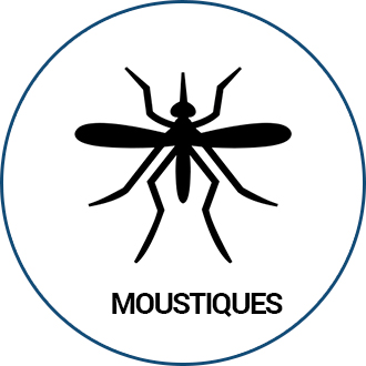 Moustiques