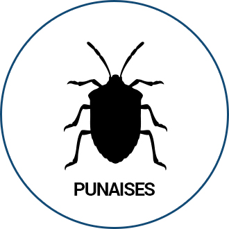 Punaises