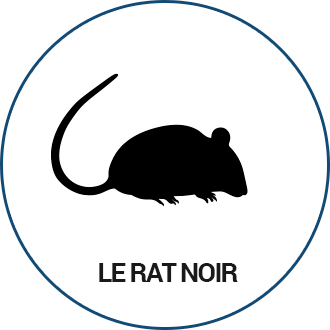 Rat Noir