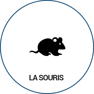 Souris