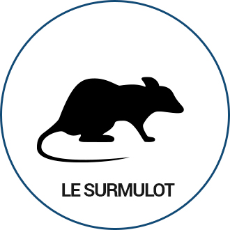 Surmulot